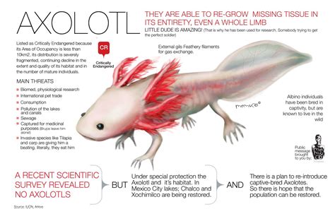 Axolotl... such a fascinating little critter! | axolotl | Pinterest ...