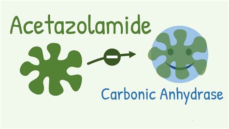 Mechanism of Action of Acetazolamide - a Carbonic Anhydrase Inhibitor ...