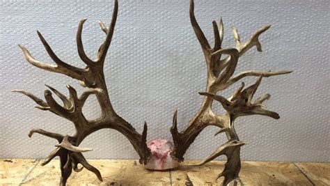 Potential world-record deer antlers could be worth $100,000