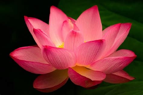 The Lotus Flower And Its Beautiful Story And Meaning