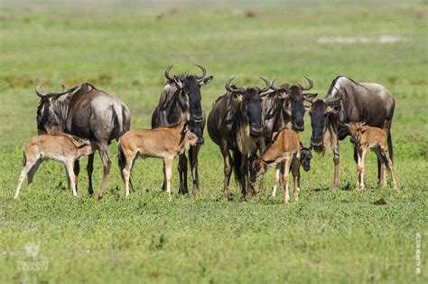 wildebeest-calves - Thomson Safaris