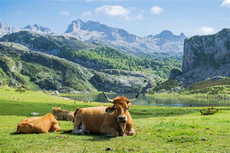 Guia do Parque Nacional Picos de Europa