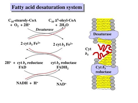 PPT - LIPID BIOSYNTHESIS PowerPoint Presentation, free download - ID ...