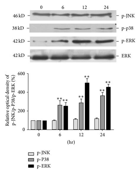 The expression of MAPK and the effect of MAPK inhibitors on AND-induced ...