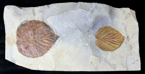 Large Plate of Paleocene Leaf Fossils - Montana (#19805) For Sale ...