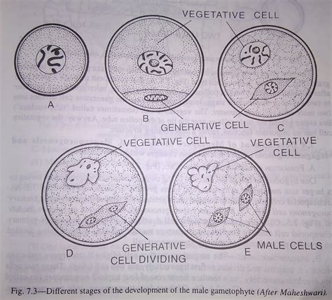 Structure of Microspore (Pollen grains)-digieduco