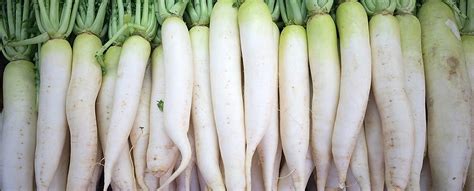 Daikon Radish