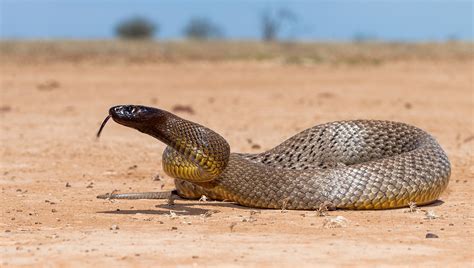 Australian Taipan Snake