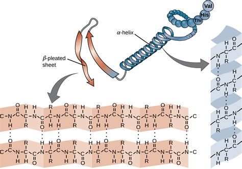 7.4: Proteins - Biology LibreTexts