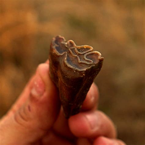 Horse Tooth Fossil | Equus sp. | Pleistocene of Florida - PaleoCris