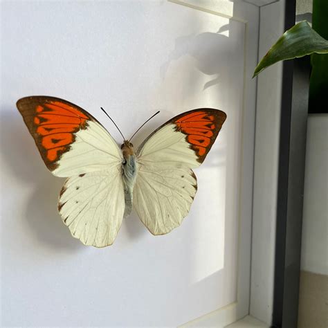 Great Orange Tip Mounted Real Butterfly