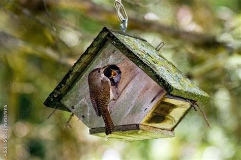 WREN FEEDING NESTLINGS Stock Photo | Adobe Stock