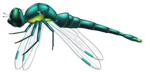 clipart dragonfly 20 free Cliparts | Download images on Clipground 2024