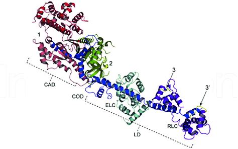 Structure of a myosin head showing approximate regions of attachment of ...