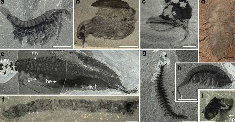 New find hits Cambrian fossil jackpot—again - Ars Technica