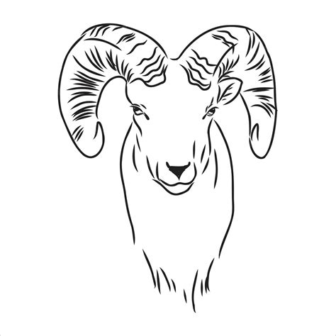 Premium Vector | Large goat horns screwed shape from back, sketch ...