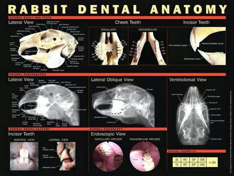 Rabbit dental anatomy - normal teeth of rabbits Rabbit Life, House ...