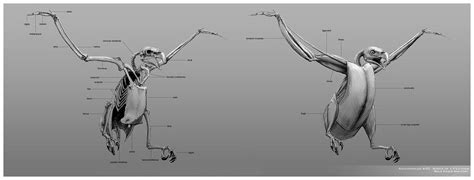 http://reptangle.deviantart.com/art/Bald-Eagle-Anatomy-296972671 ...