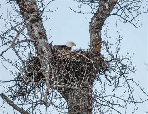 eagle sitting in her nest by nancyward_8123 - VIEWBUG.com