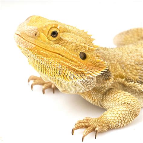 Yellow phase bearded dragons