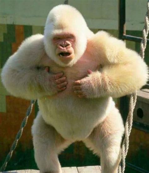 The only known albin Gorilla. | Rare albino animals, Albino animals ...