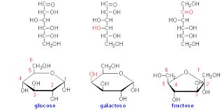 What are the differences between glucose, fructose, and galactose? How ...