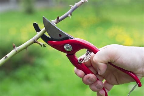 How to Prune Roses in 8 Simple Steps | Garden Design