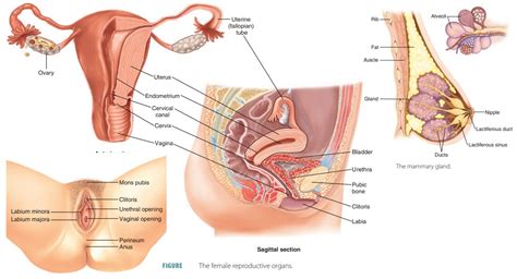 Human Female Reproductive System Parts And Functions