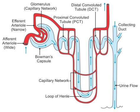 EXCRETION AND HOMEOSTASIS - Form 2 Biology Notes - EasyElimu: Learning ...