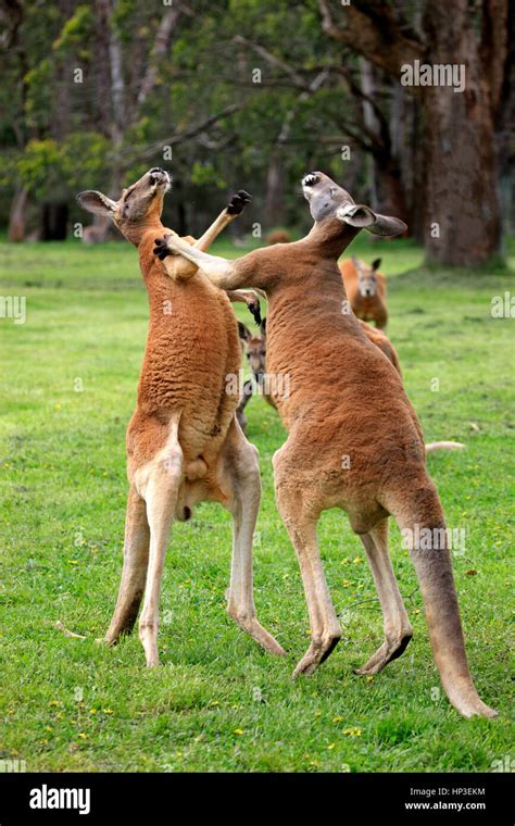 Red kangaroos fighting hi-res stock photography and images - Alamy