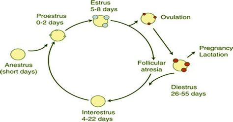 Reproductive (estrous) cycle in cats - QS Study