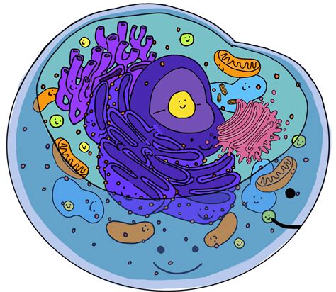 What Are Organelles? — Definition & Overview - Expii