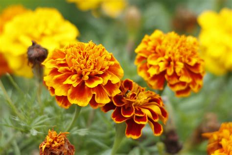 October Birth Flower: The Marigold | Teleflora Blog