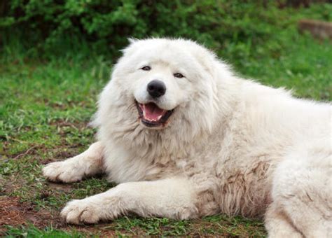 Maremma Sheepdog Dogs | Dog Breeds