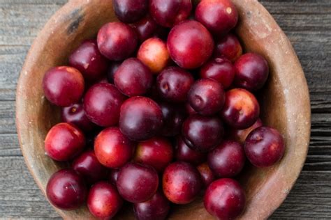 12 Maltese Fruits That You Should Try in Malta - Swedish Nomad