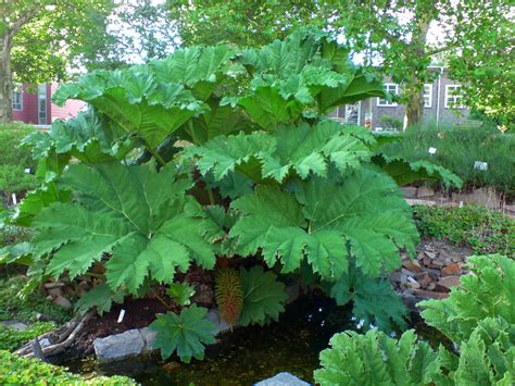 COLD HARDY PLANTS WITH GIANT LEAVES |The Garden of Eaden