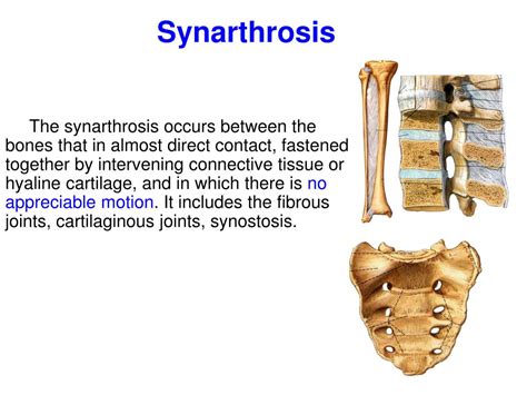 PPT - Introduction of The Arthrology School of Basic Medical Science of ...