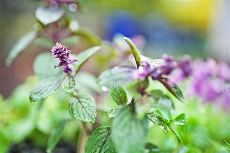 6 Basil Varieties & What You Should Know About Them