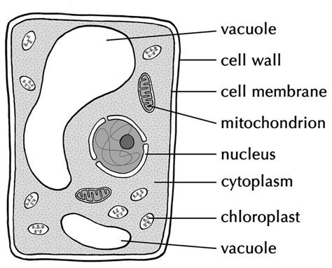 Difference Between Vacuoles and Vesicles | Compare the Difference ...