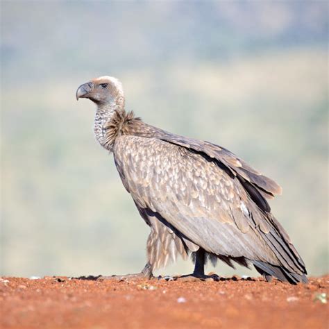 Cape Vulture: Keith Snell Photography