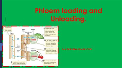 SOLUTION: Phloem loading and unloading - Studypool