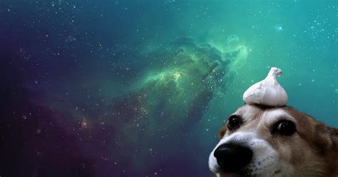 46+ Cute Galaxy Dog Wallpaper