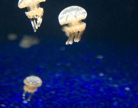 Animals Unique: Jellyfish Unique