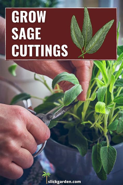 Grow Sage Cuttings in 2021 | Growing herbs at home, Growing sage, Sage ...