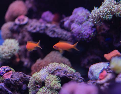 Pseudanthias squamipinnis - Czary-Marty