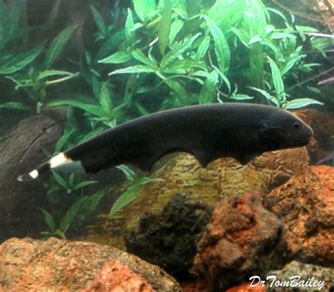 Premium Black Ghost Knifefish, on SALE