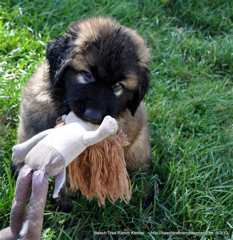 Estrela Mountain Dog | Estrela Mountain Dog Puppies and a Po… | Flickr