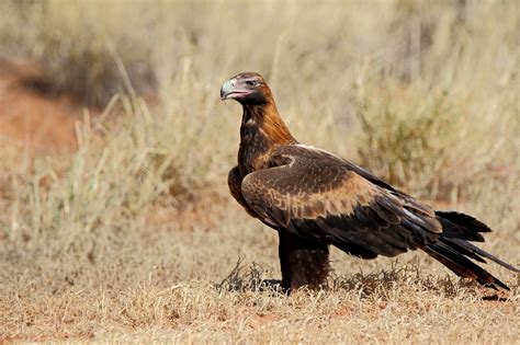 Australian Wedge Tailed Eagle