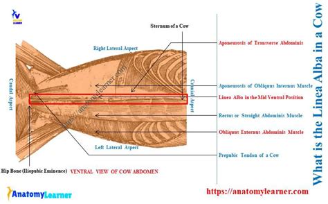 What is the Linea Alba? » AnatomyLearner >> The Place to Learn ...