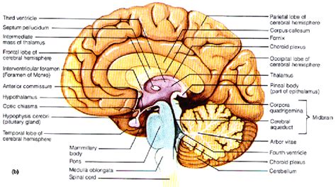 cerebrum sagittal section - Google Search | Human BioScience | Pinterest